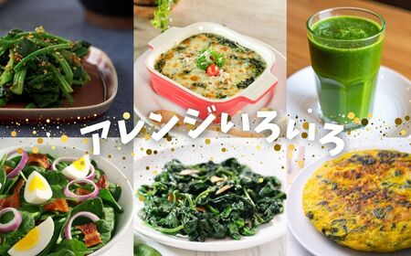 《先行予約》飛騨ほうれん草 150g×8個 野菜 ほうれんそう