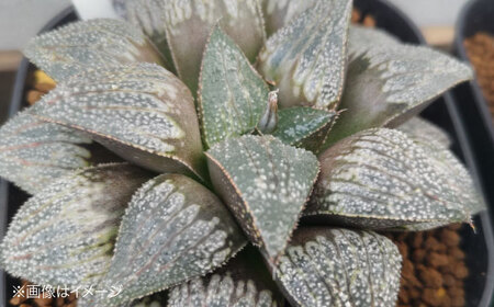 多肉植物 高級ハオルチア2品種2鉢セット 室内 植物 セット ハオルシア クリスタルプランツ 三次市/園芸王国パスタイム[APCJ007]