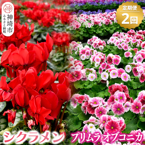 【先行受付11月20日より発送 数量・季節限定】鉢花 定期便 2回(11月・1月)【鉢花 ふるさと納税 定期便】(H069116)