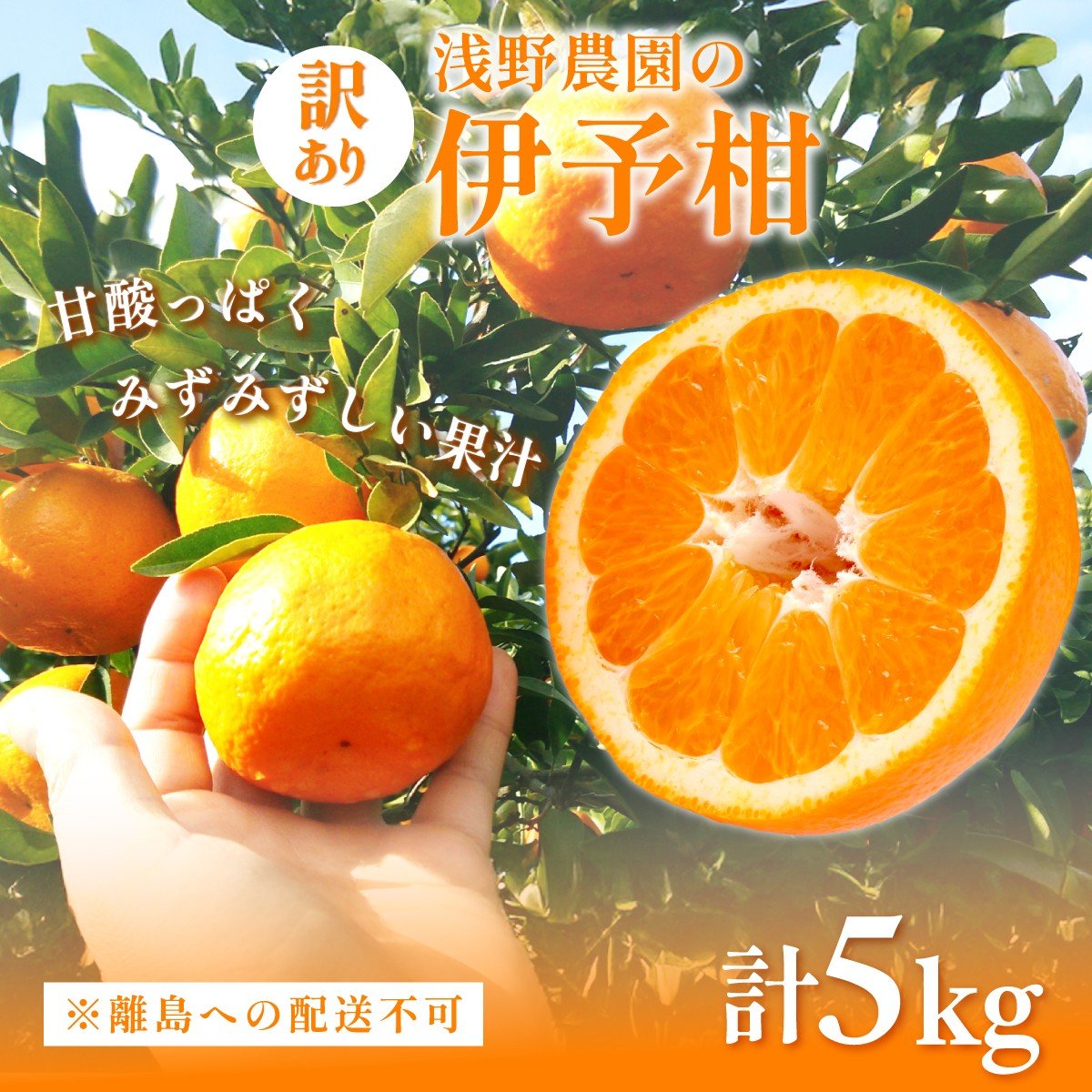 
                  【先行予約】【訳あり】伊予柑5kg ※離島への配送不可（2026年2月上旬頃より順次発送予定 ） 【 ふるさと納税 人気 おすすめ ランキング 柑橘 みかん ミカン オレンジ 清見 清見オレンジ フルーツ 果物 くだもの 旬 愛媛県産 愛媛みかん 浅野農園 愛媛県 伊方町 送料無料 】IKTAC034
                