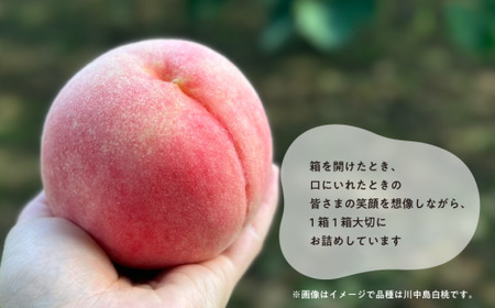 【きよとうファーム】旬採り桃の上級品 5-7玉入  (岡山県産) / もも 桃 モモ 先行予約 フルーツ 果物 真庭市 フルーツ王国 きよとう果樹園 岡山【KF-A002-02】