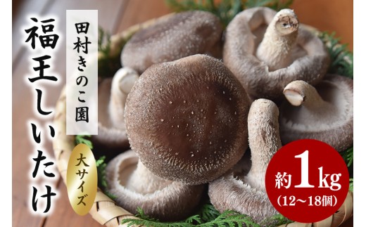 【先行予約/2026年10月末以降発送】福王しいたけ 大サイズ 約1kg しいたけ 椎茸 きのこ キノコ 国産