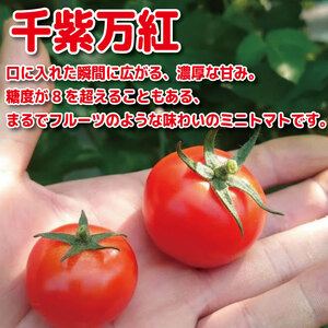【2027年5月発送】 ミニトマト 千紫万紅 国産 1kg ミニトマト