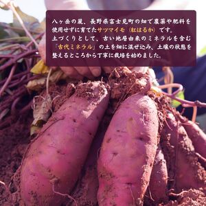 黄金のさつまいも 紅はるか 5kg サツマイモ 薩摩芋 芋 おやつ 野菜 いも 焼き芋 黄金村 ゴールデン・エンタープライズ株式会社 信州 長野県 富士見町