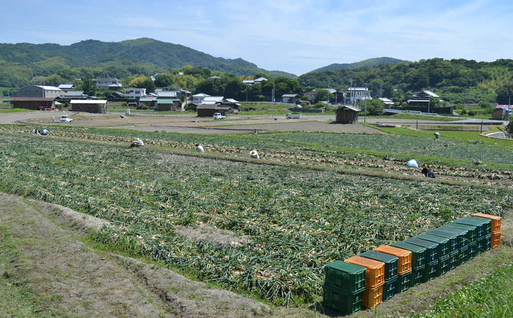 名手農園の淡路島特産玉ねぎ 5kg　　[玉ねぎ 玉葱 タマネギ 玉ねぎ 淡路島産 玉ねぎ 玉ねぎ 玉ねぎ 玉ねぎ]