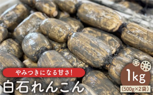 【先行予約】やみつきになる甘さ！ 松尾青果のこだわり白石れんこん 約1kg（500g×2袋入り）【松尾青果】蓮根 レンコン 泥付き 根菜 野菜 佐賀県産 [IBD002]