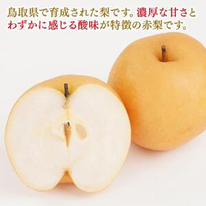 梨 新興梨 鳥取産 5kg× 1箱