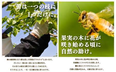【堀うち農園】どっさり 約7kg 訳あり 富有柿