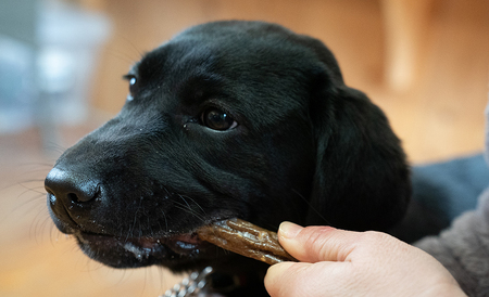 O20　宍粟鹿肉100％　中～大型犬向け犬の無添加おやつ　噛ませたい（ハードタイプ）