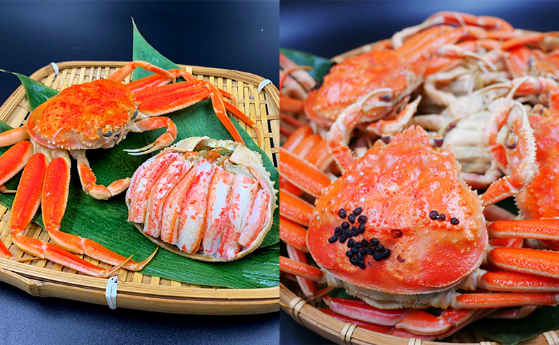 ≪※9月より寄附額変更≫【冷凍】セコガニ　茹で　小サイズ　訳あり　5杯《24年11月10日?12月中旬に順次発送》