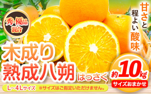 【先行予約】【産直】和歌山由良町産の木成り熟成 八朔 約 10kg（L~4Lサイズ）厳選館 《2026年3月中旬-5月中旬頃出荷》和歌山県 日高町 柑橘 八朔 熟成 はっさく ハッサク