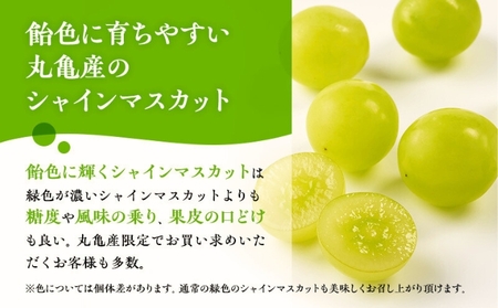 極撰 シャインマスカット 約2kg 3～5房 特秀品 マスカット ぶどう 葡萄 ブドウ フルーツ 果物 くだもの 香川