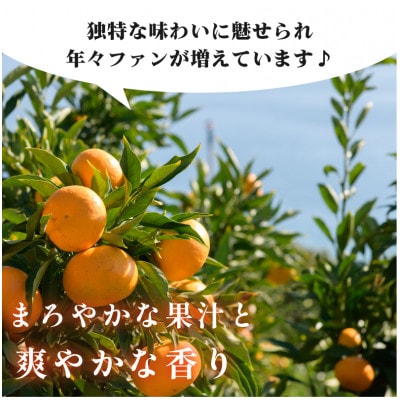 4kg、12月～1月に発送【先行受付】JAおちいまばり 瀬戸の晴れ姫(はれひめ)