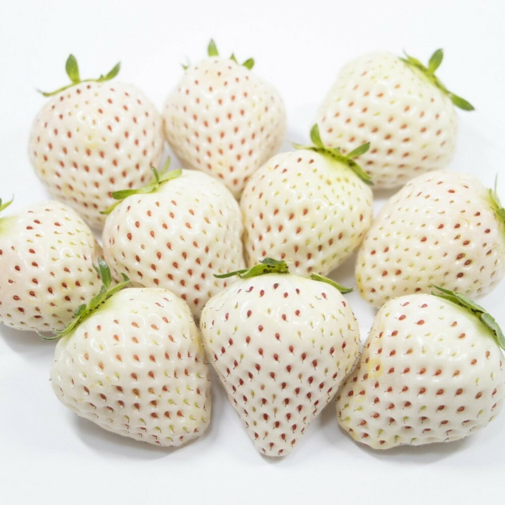 福岡県産 完熟白いちご（エンジェルエイト）約270g×8パック