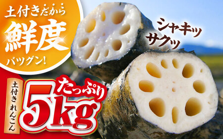 【先行予約】 ＼毎年10月より順次発送／ れんこん 5kg 土付き蓮根 れんこん レンコン 愛知県産 野菜 産地直送 愛西市 / 清水食品  [AEAJ002]