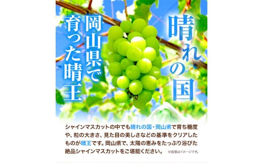 シャインマスカット　先行予約 岡山県産 シャインマスカット 「 晴王 」 つる付き １房（ 680g以上） １房入り マスカット ぶどう フルーツ シャイン 果物（令和8年産先行受付）《2026年9月