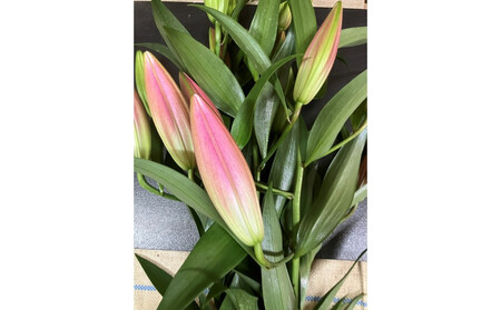 百合 マスター（ピンク）5輪以上　3本