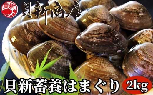 貝新畜養 活かしはまぐり （極上サイズ）2kg 木箱入りはまぐり ハマグリ 蛤