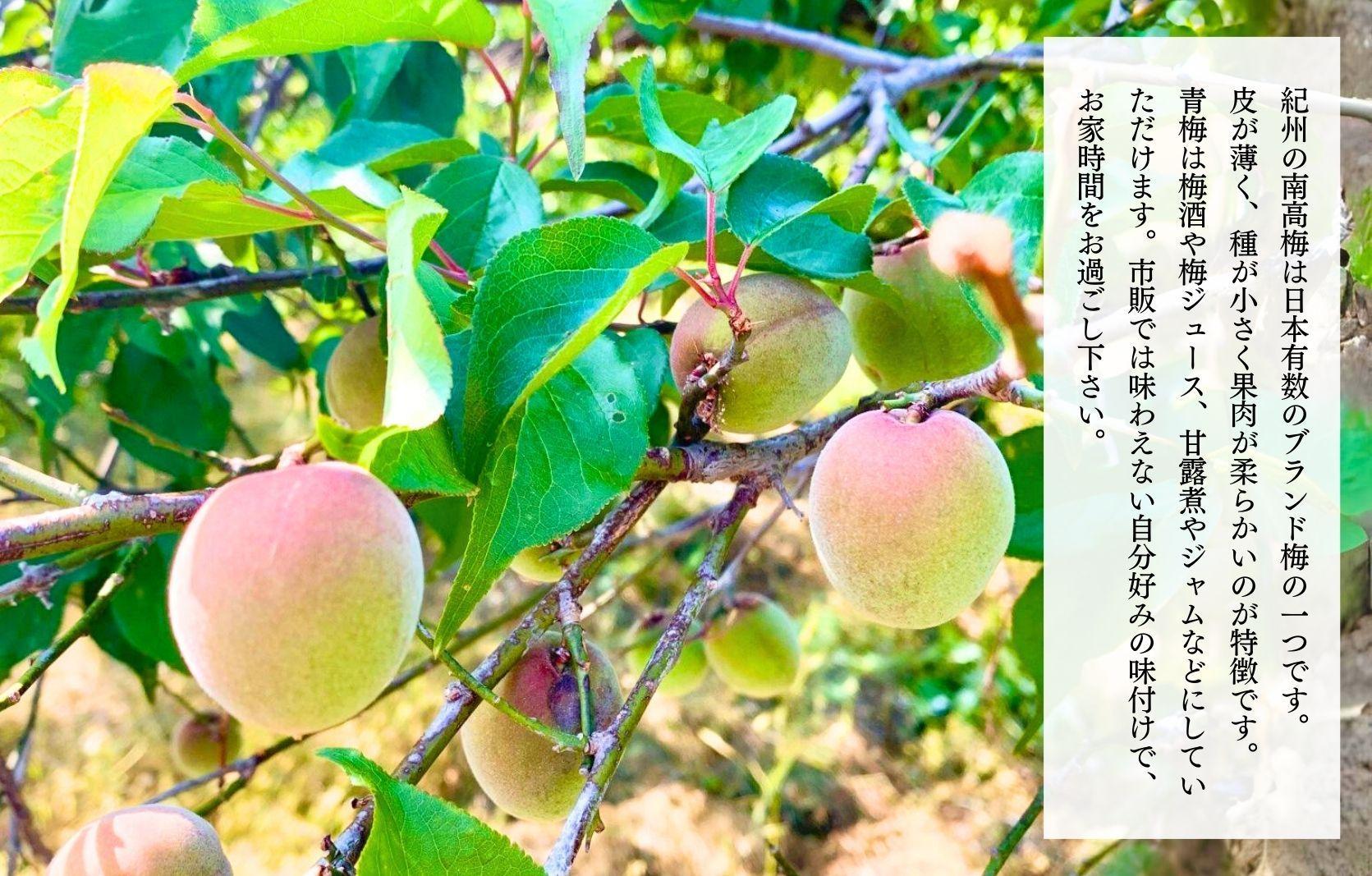 ［2026年6月上旬出荷］ 青梅 南高梅 約1kg 訳あり サイズミックス 和歌山県産 A品 梅酒作り用 梅ジュース作り用