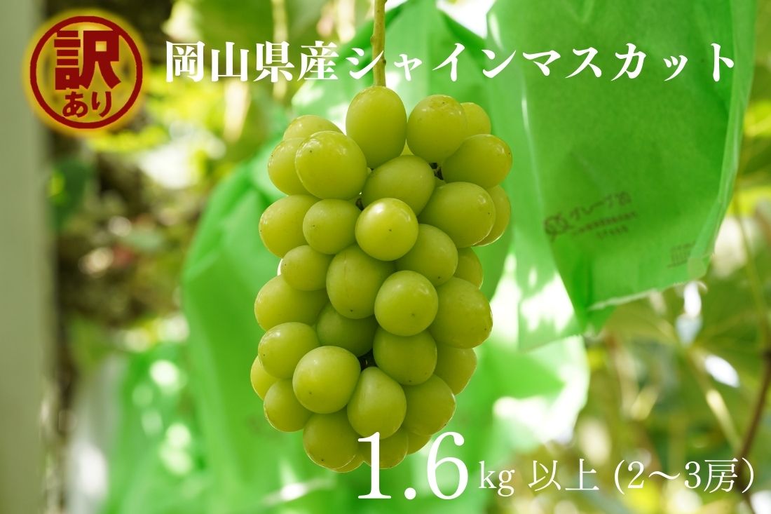【ふるさと納税】訳あり シャインマスカット 2～3房 合計1.6kg以上 産地直送 朝採れ ぶどう 葡萄 シャイン マスカット 岡山のブドウ Kawahara Green Farm 2025年 倉敷市 送料無料【2025年9月上旬～10月下旬 発送予定】