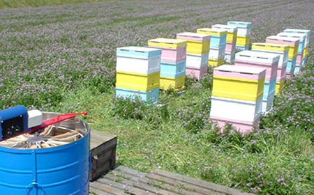 国産はちみつ300g 2本セット 2025/9/19～