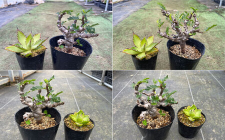 センナ メリディオナリス ＆ アガベ チアペンシス　各１株 長与町/アグリューム[EAI307]