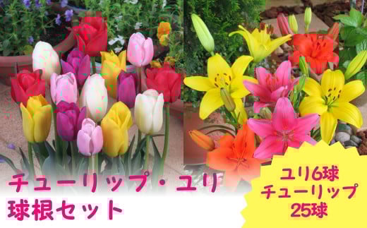 【 先行予約 】 チューリップ・ユリ 球根セット ( チューリップ 25球 、ユリ 6球 ) | ガーデニング 庭 園芸 新潟県 五泉市 新潟県花卉球根農業協同組合 ( 2025年10月より順次発送 )