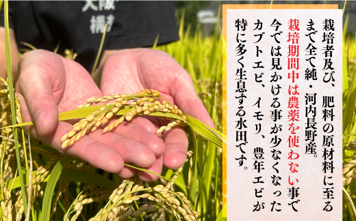 【令和7年10月10以降順次発送】【定期便　毎月お届け3ヵ月】国際コンクール受賞 純粋 河内長野日野産米 約4.5kg きぬむすめ 新米 2025 精白米 無農薬 おいしい 美味しい 受賞米 水田環境