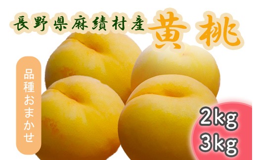 【2026年収穫分】長野県 麻績村産 黄桃 桃 2kg 期間限定 黄金桃 黄貴妃 おまかせ品種 おすすめ品種 フルーツ 果物 産地直送 予約 長野 麻績 新返礼品 令和8年 令和8年分 収穫分 8月下旬 9月上旬 9月中旬 発送