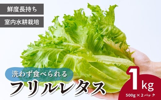 ＜洗わず食べられる・室内水耕栽培＞ フリルレタス お徳用 500g×2パック 1kg | レタス 減農薬 新鮮 洗わずに食べられる 新鮮レタス オーガニック野菜 室内栽培 清潔 野菜直送 フレッシュ 