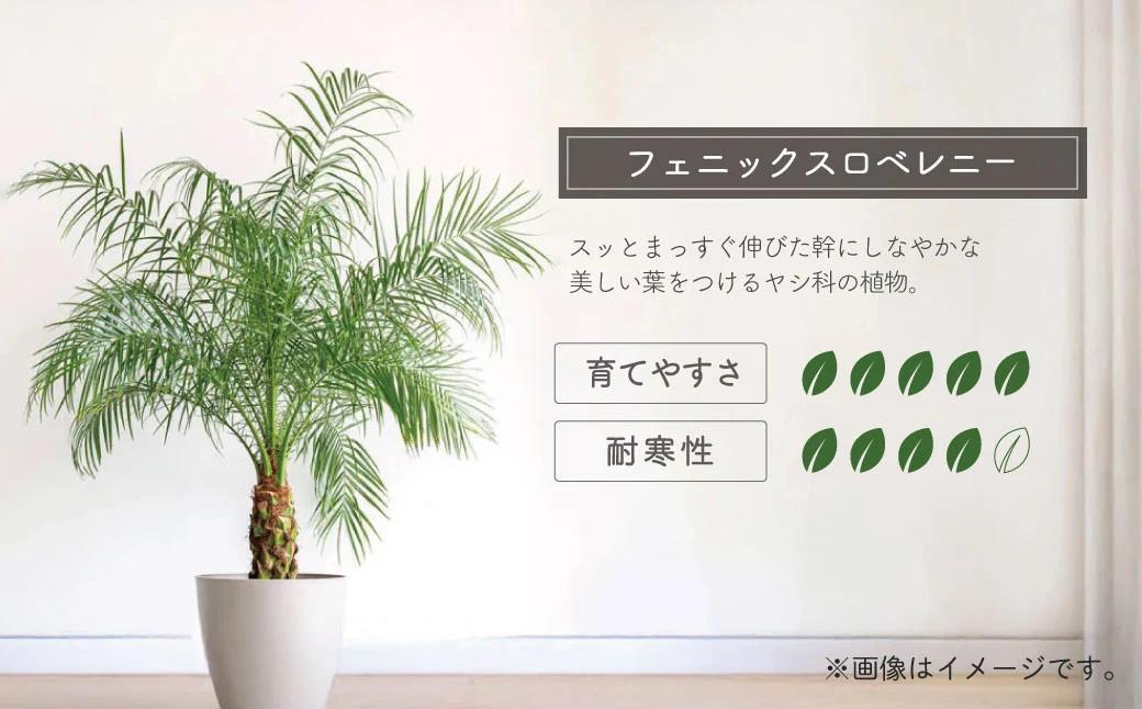 観葉植物 フェニックスロベレニー ロベ 8号（鉢下から葉先まで約H110cm〜130cm） / 秦野 神奈川 南国感 インテリア オシャレ 室内 室外 鉢物 親王椰子 常緑低木 美しいフォルム