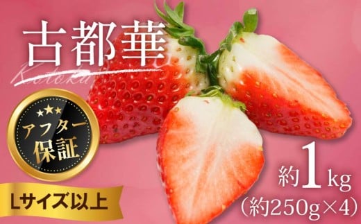 いちご 古都華 1kg 250g×4パック Lサイズ以上 250g 2026年 1月発送 小分け パック フルーツ 果物 スイーツ 甘い いちご 苺 イチゴ お取り寄せ 大粒 朝採り フルーツ 果物 