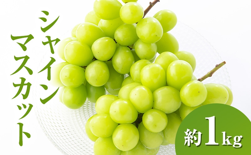 
            シャインマスカット約1kg 2～3房 長野県産
          