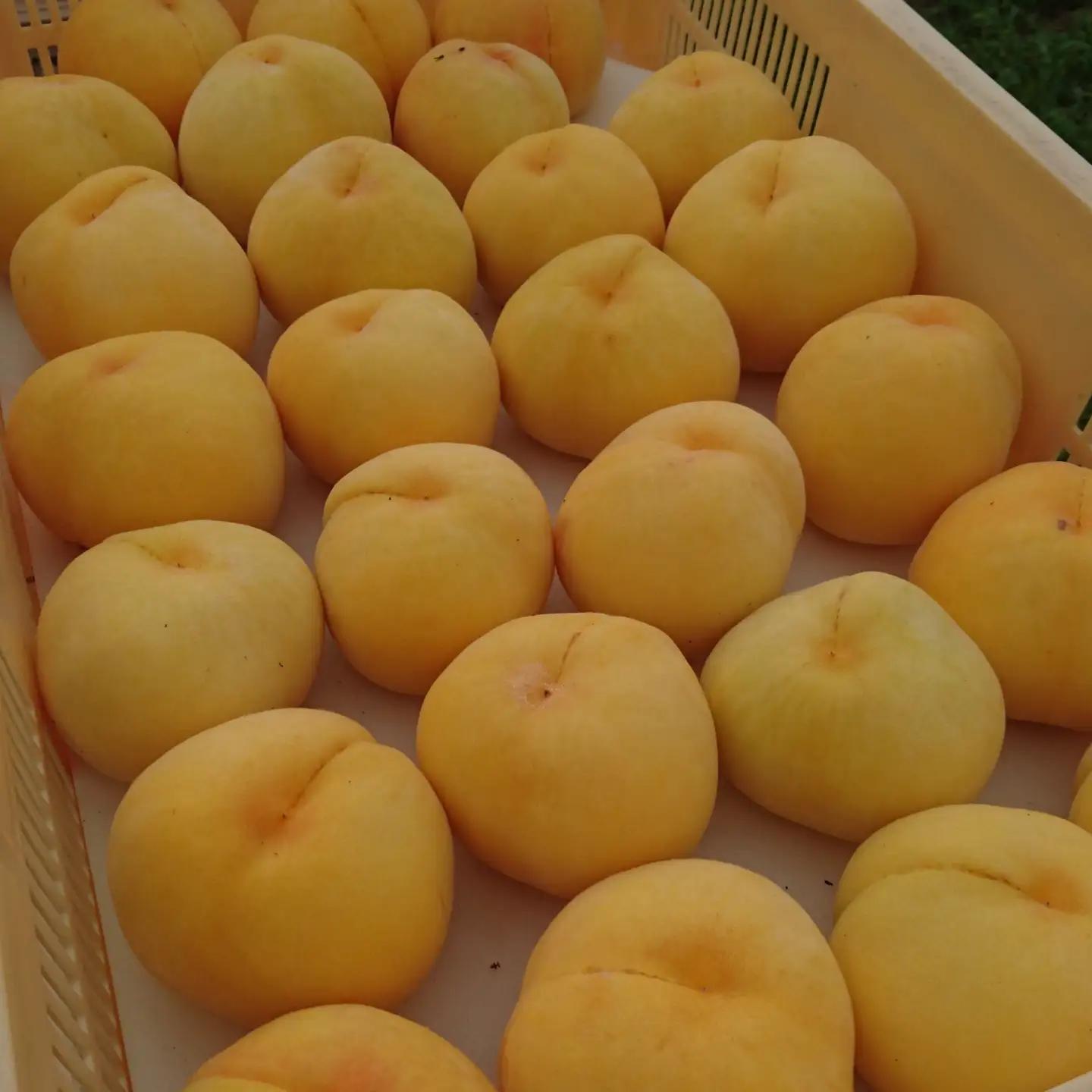 ＜2026年発送先行予約＞南アルプス市産　黄金桃（約３ｋｇ） ALPCM003