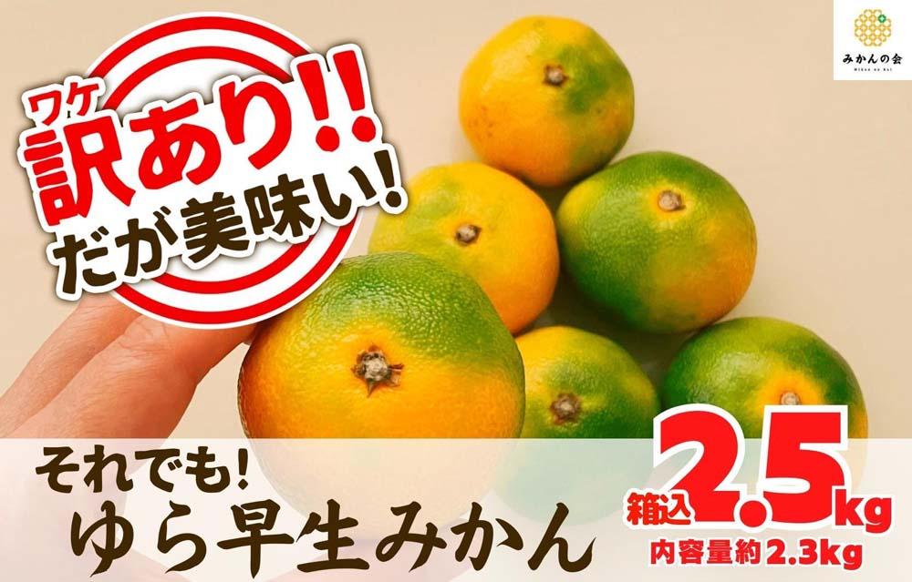 訳あり ゆら早生 みかん 箱込2.5kg (内容量 2.3kg)サイズミックス 有田みかん 和歌山県産 【みかんの会】