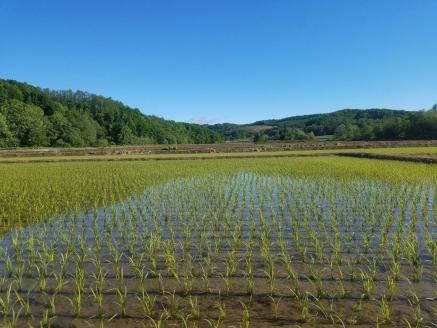 【北海道士別市】C7018「※予約受付※」（2024年10月中旬発送）（３ヵ月定期便）満月農園のおぼろづき 5Kg×3ヵ月