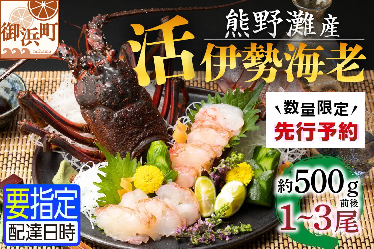
            文恵丸水産の熊野灘産活伊勢海老　御浜コース 1～3尾 約500g前後【魚介 伊勢えび 伊勢海老 海老 えび 活き 三重県 御浜町】
          