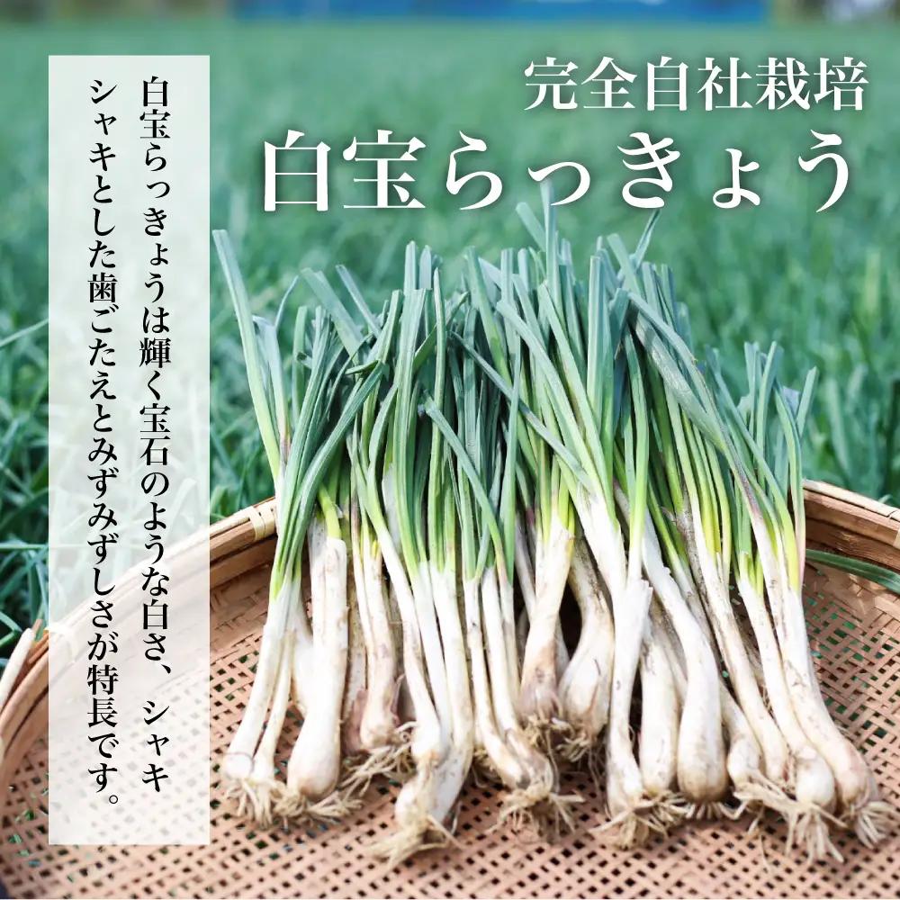 鹿児島県産 白宝らっきょう（90g×10P） ラッキョウ 甘酢らっきょう 惣菜 常温保存 ご飯のおとも 野菜 常温 漬物 国産