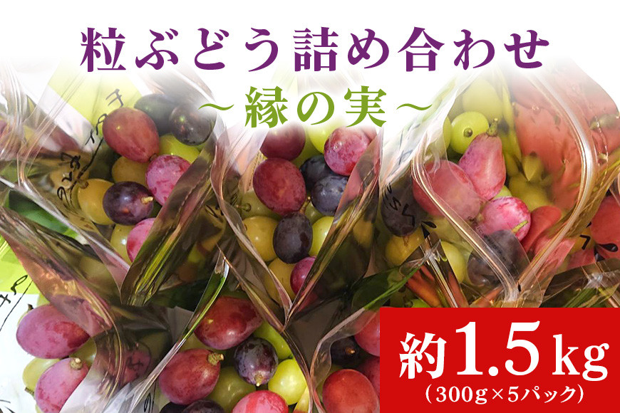 
            【数量限定・期間限定】粒ぶどう詰め合わせ～縁の実～ 約1.5kg シャインマスカット含む2品種以上 食べくらべ 食べ比べ ぶどう ブドウ セット 詰合せ 詰め合せ 詰め合わせセット シャインマスカット ゴールドフィンガー マスカ・サーティーン 紅環 べにたまき クイーンセブン クイーンニーナ ヌーベルローズ マイハート マスカット・ノワール BKシードレス 【9月下旬以降発送予定】 56-A
          