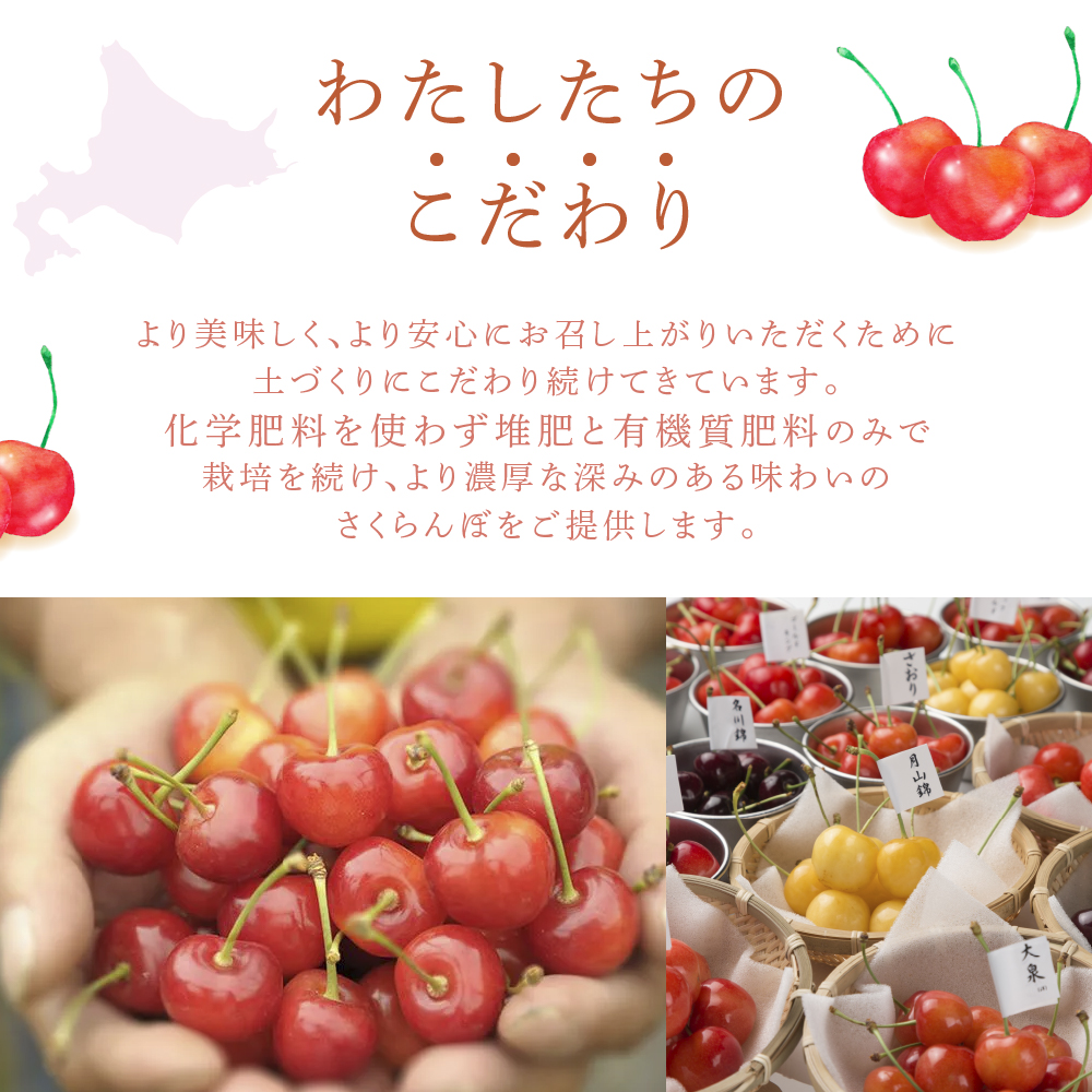 【先行受付】 厳選 さくらんぼ スペシャル 4色 48粒 北海道 芦別市 大橋さくらんぼ園