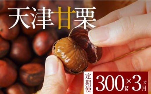 
            【旬限定の定期便】( 先行予約 ) この道50年の職人が焼く､やさしい甘みたっぷりの「天津甘栗」300g！ 焼きたて 栗 くり 栗爪 殻付き お菓子 おつまみ 人気 高リピート 小分け 栗ご飯 栗きんとん 甘露煮 予約 受付 H045-070
          
