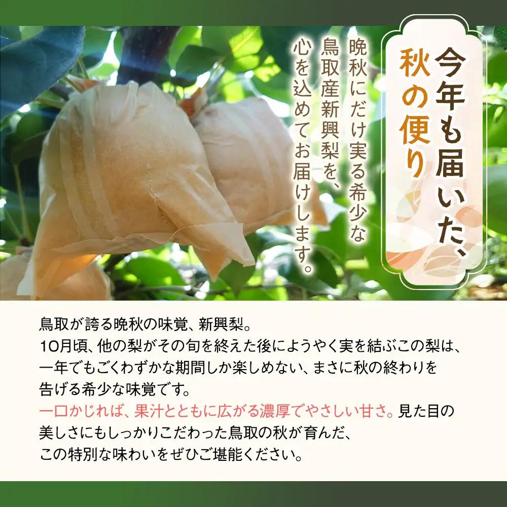 梨 三ツ田農園 新興梨 (青秀)3kg 10月頃お届け