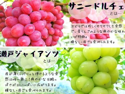 【2616-0291】[産地直送] フルーツ王国岡山 シャインマスカットの娘マイハート入り！ぶどう1.2kg 詰め合わせ