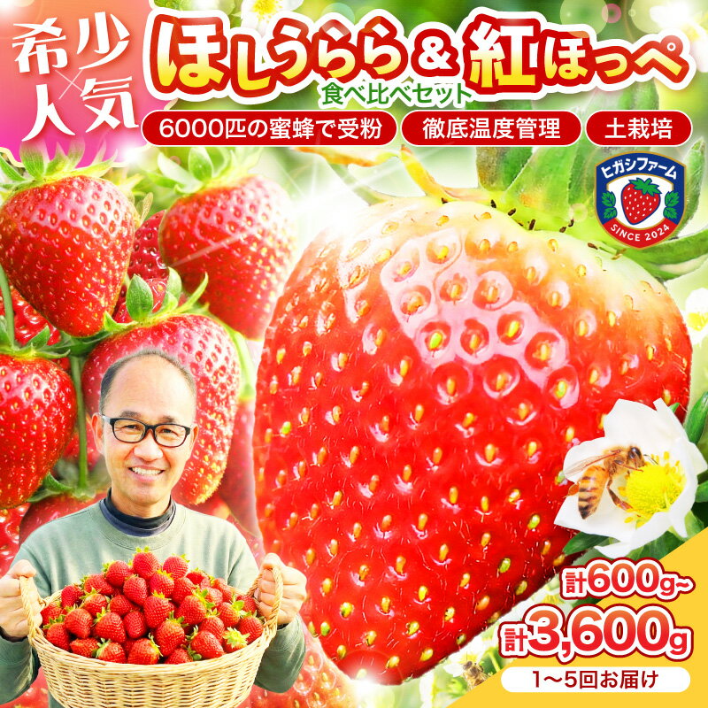 【ふるさと納税】選べる 内容量 お届け回数 【2027年1月～5月発送予定】希少品種 ほしうらら と 紅ほっぺ の食べ比べセット (1箱 約300g×各種1パック） 600g 1.8kg 3.6kg 1回～5回 定期便 ふるさと納税 果物 苺 いちご