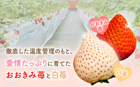 《2025年発送先行予約》【期間・数量限定】HOKUSAIGIFT宮崎完熟苺おおきみ・天使の苺紅白 いちご 果物 フルーツ