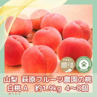 【2026年発送】山梨・萩原フルーツ農園の白桃　A (約1.9kg 4～8個)【配送不可地域：離島】