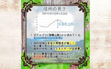 【信州長野県産ぶどう】※2024年先行予約※ 雄宝1.0～1.2kg ９月より発送開始