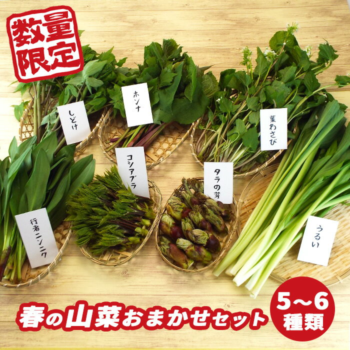 【ふるさと納税】 春の山菜 おまかせ セット 5～6種類 / おすすめ 新鮮 採れたて 野菜 春 山菜 春野菜 旬菜 産直 旬 料理 天ぷら おひたし ピザ パスタ 味噌汁 みそ汁 天然 お取り寄せ 岩手県 雫石町 産地直送 送料無料 季節限定 期間限定 数量限定 稀少 希少 産直松の実