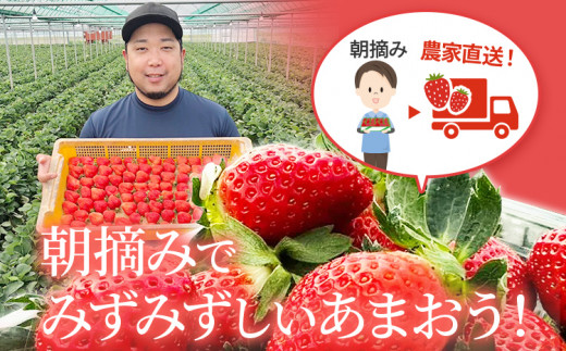 【先行予約】朝摘みあまおう 800g ※2027年2月中順次出荷予定 BD01-2 800g(400g×2)【2月中発送予定】