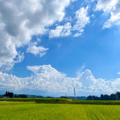 ふるさと納税 十日町市 【毎月定期便】魚沼産コシヒカリ【精米】10kg全3回 |  | 02